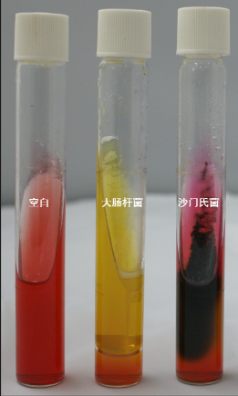 VRBA內的紅色小菌落，有可能是沙門(mén)氏菌？