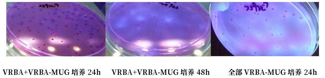 GB 4789.38-2025《食品安全國家標準 食品微生物學(xué)檢驗 大腸埃希氏菌計數》解讀 GB 4789.38-2025《食品安全國家標準 食品微生物學(xué)檢驗 大腸埃希氏菌計數》解讀