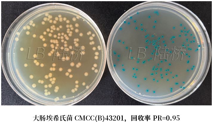 GB 4789.38-2025《食品安全國家標準 食品微生物學(xué)檢驗 大腸埃希氏菌計數》解讀 GB 4789.38-2025《食品安全國家標準 食品微生物學(xué)檢驗 大腸埃希氏菌計數》解讀