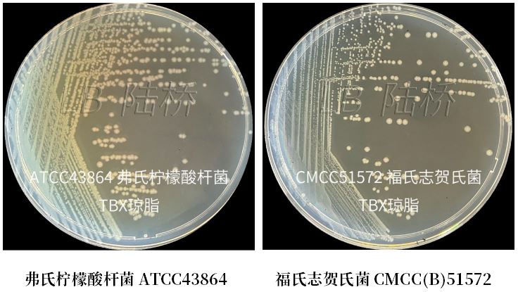 GB 4789.38-2025《食品安全國家標準 食品微生物學(xué)檢驗 大腸埃希氏菌計數》解讀 GB 4789.38-2025《食品安全國家標準 食品微生物學(xué)檢驗 大腸埃希氏菌計數》解讀