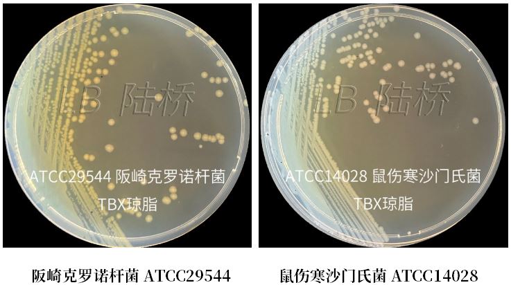 GB 4789.38-2025《食品安全國家標準 食品微生物學(xué)檢驗 大腸埃希氏菌計數》解讀 GB 4789.38-2025《食品安全國家標準 食品微生物學(xué)檢驗 大腸埃希氏菌計數》解讀