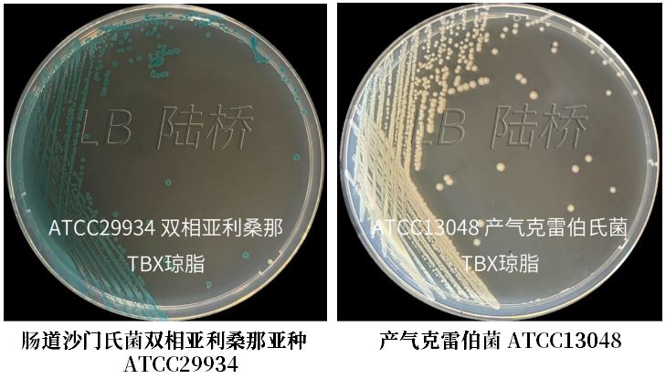 GB 4789.38-2025《食品安全國家標準 食品微生物學(xué)檢驗 大腸埃希氏菌計數》解讀 GB 4789.38-2025《食品安全國家標準 食品微生物學(xué)檢驗 大腸埃希氏菌計數》解讀