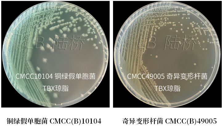 GB 4789.38-2025《食品安全國家標準 食品微生物學(xué)檢驗 大腸埃希氏菌計數》解讀 GB 4789.38-2025《食品安全國家標準 食品微生物學(xué)檢驗 大腸埃希氏菌計數》解讀
