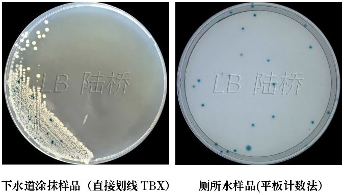 GB 4789.38-2025《食品安全國家標準 食品微生物學(xué)檢驗 大腸埃希氏菌計數》解讀 GB 4789.38-2025《食品安全國家標準 食品微生物學(xué)檢驗 大腸埃希氏菌計數》解讀